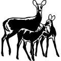 (image for) Deer 075 =