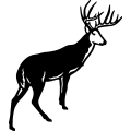 (image for) Deer 078 =