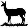 (image for) Deer Doe 003 =