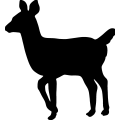 (image for) Deer Fawn 001 =