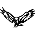 (image for) Bald Eagle 15 =