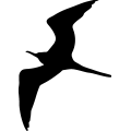 (image for) Frigate Bird 2 _