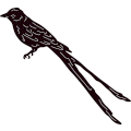 (image for) Scissor Tailed Flycatcher ~