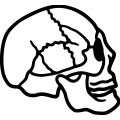 (image for) Human Skull =