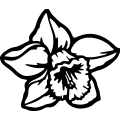 (image for) Daffodil 10 =