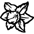 (image for) Daffodil 4 =