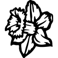 (image for) Daffodil 5 =