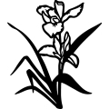 (image for) Iris Flowers 001 =