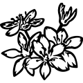 (image for) Milkmaids Flower =