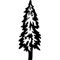 (image for) Pine Tree 2 =