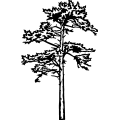 (image for) Pine Tree =