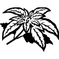 (image for) Poinsettia 3 =