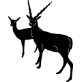 (image for) Blackbuck Antelope ~