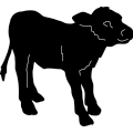 (image for) Calf 003 ~