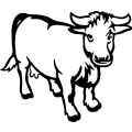 (image for) Charolais Cattle =