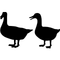(image for) Ducks 362 ! =