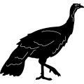 (image for) Turkey Hen Walking ~