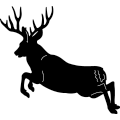 (image for) Deer 301 ~