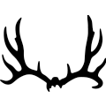 (image for) Deer Horns 295 _