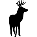 (image for) Whitetail Buck 198 =