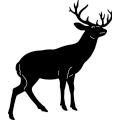 (image for) Whitetail Deer 155 ~
