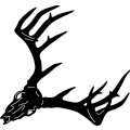 (image for) Whitetail Deer Skull 157 ~