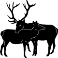 (image for) Elk Couple 438 ~