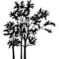 (image for) Cottonwood Tree 279 ~