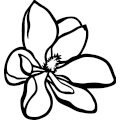 (image for) Magnolia 2 =