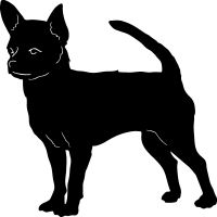 (image for) Chihuahua 4 =