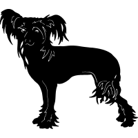 (image for) Chinese Crested 4 =