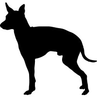 (image for) English Toy Terrier _
