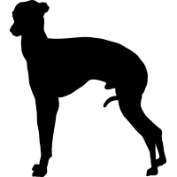 (image for) Italian Greyhound =