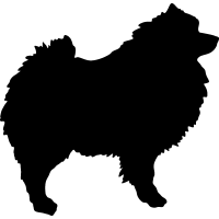 (image for) Keeshond 2 _
