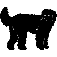(image for) Labradoodle 5 =