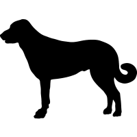 (image for) Anatolian Shepherd Dog _