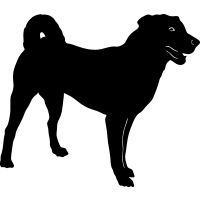 (image for) Appenzell Mountain Dog =