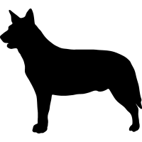 (image for) Australian Cattle Dog 2 _