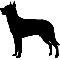(image for) Beauceron _