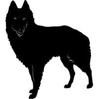 (image for) Belgian Shepherd Dog =