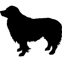 (image for) Border Collie 02 _