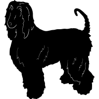 (image for) Afghan Hound 2 =