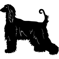 (image for) Afghan Hound 3 =