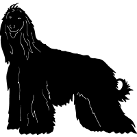 (image for) Afghan Hound 4 =