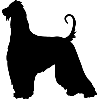 (image for) Afghan Hound 5 _