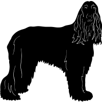 (image for) Afghan Hound =