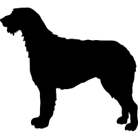 (image for) Irish Wolfhound 2 _