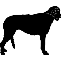 (image for) Irish Wolfhound =