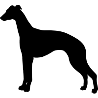 (image for) Whippet 3 =