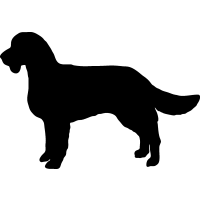 (image for) American Water Spaniel 2 _